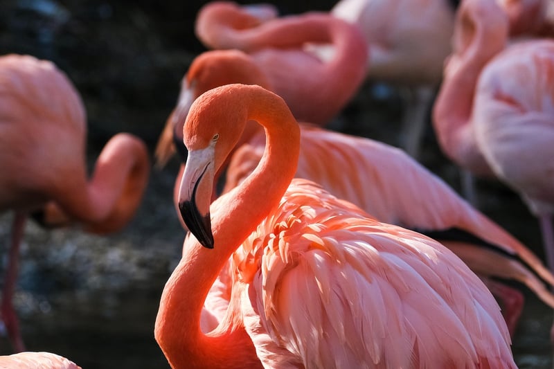 Bird in Nature
